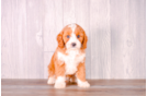 Best Cavapoo Baby