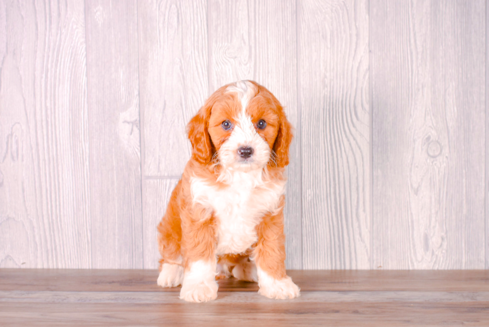 Best Cavapoo Baby