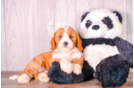 Cavapoo Puppy for Adoption