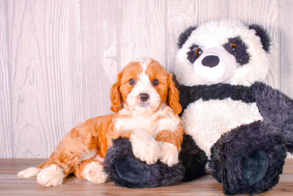 Cavapoo Puppy for Adoption