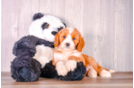 Best Cavapoo Baby