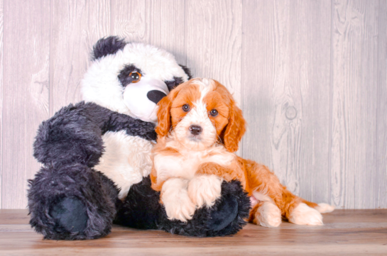 Best Cavapoo Baby
