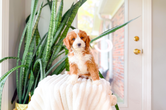 Cute Cavapoo Baby