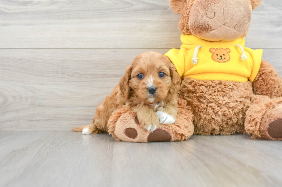 6 week old Cavapoo Puppy For Sale - Simply Southern Pups