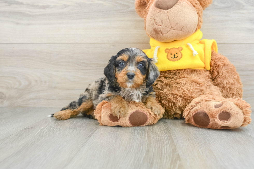 Sweet Cavapoo Baby