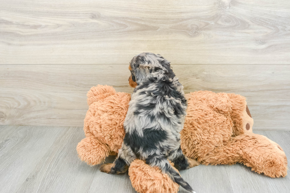 Cavapoo Puppy for Adoption