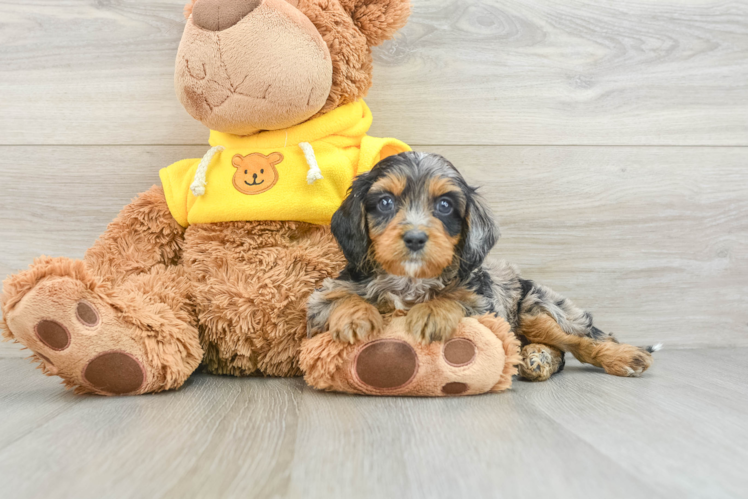 Best Cavapoo Baby