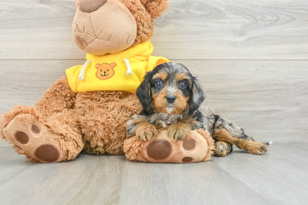 Best Cavapoo Baby