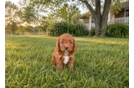Cute Cavapoodle Poodle Mix Puppy