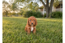 Best Cavapoo Baby