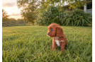 Cavapoo Puppy for Adoption