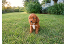 Best Cavapoo Baby