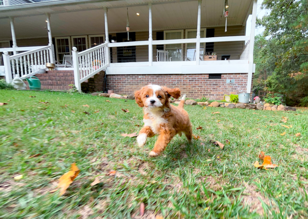 Cavapoo Pup Being Cute