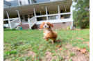 Cute Cavapoo Poodle Mix Pup