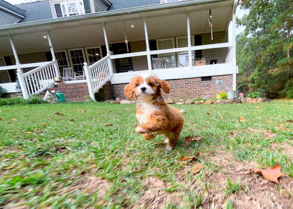 Cute Cavapoo Poodle Mix Pup