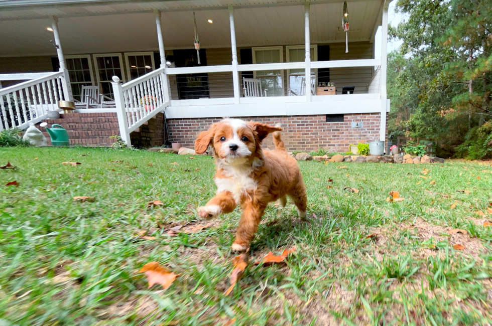 8 week old Cavapoo Puppy For Sale - Simply Southern Pups