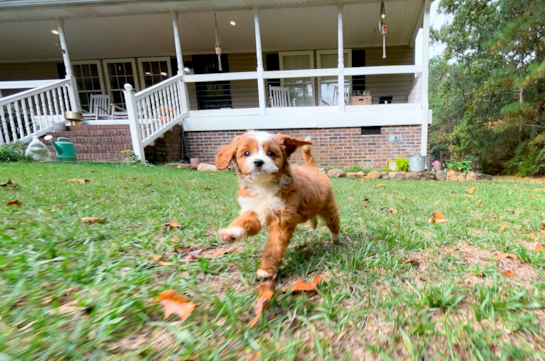 Best Cavapoo Baby