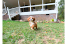 Cute Cavapoo Baby