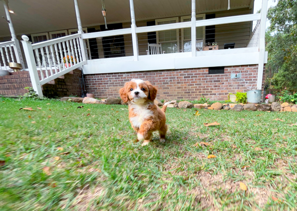 Cute Cavapoo Baby