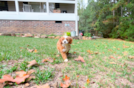 Cavapoo Pup Being Cute