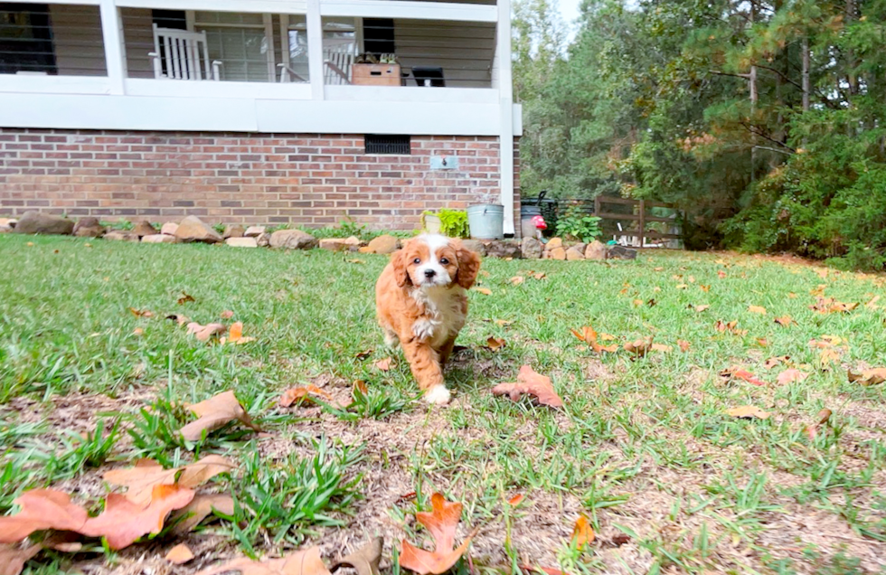 Cavapoo Pup Being Cute