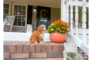 Cute Cavapoo Baby