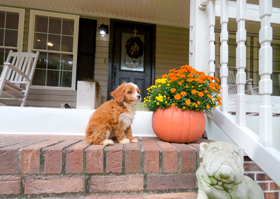 Cute Cavapoo Baby