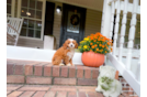 Cute Cavapoo Baby