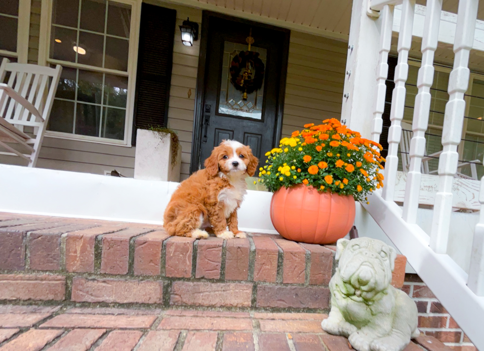 Cute Cavapoo Baby