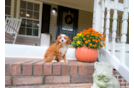 Cute Cavapoo Baby
