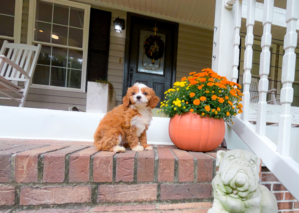 Cute Cavapoo Baby