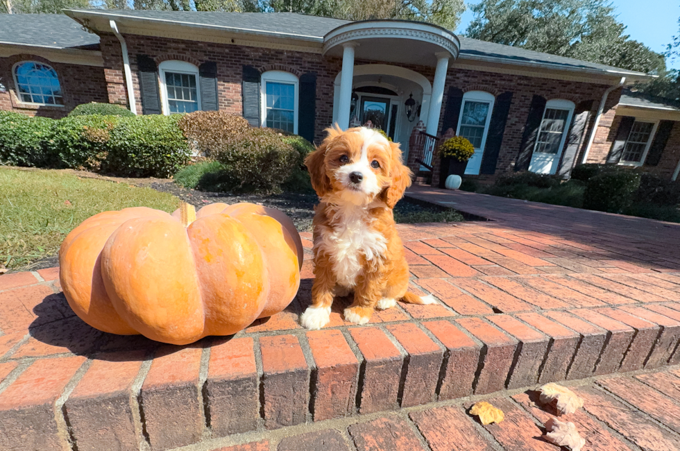 9 week old Cavapoo Puppy For Sale - Simply Southern Pups