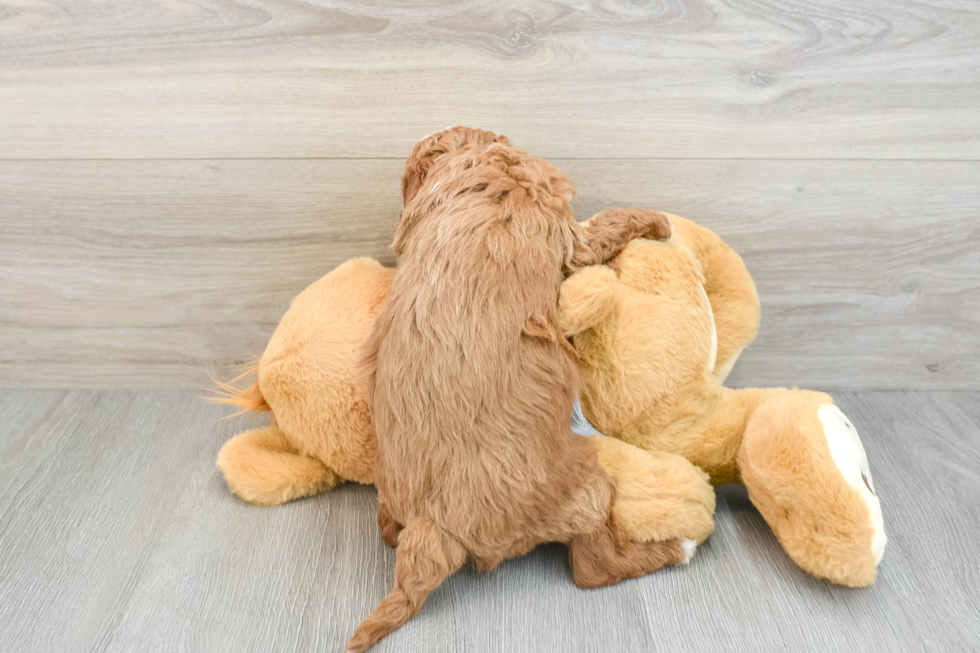 Happy Cavapoo Baby