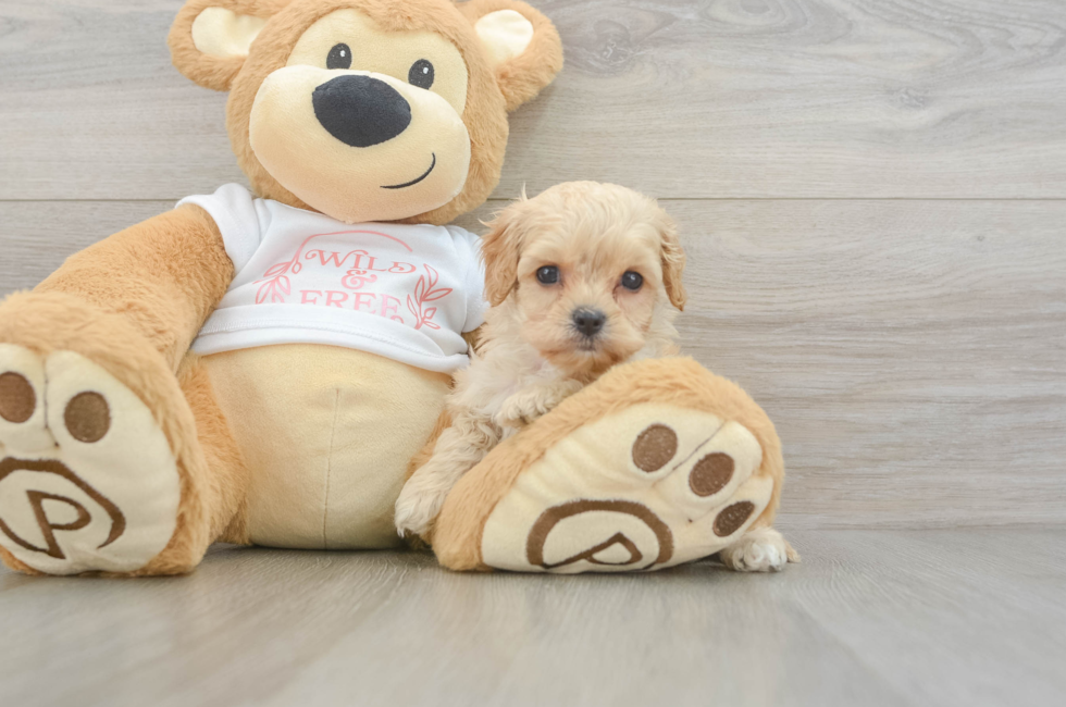 6 week old Cavapoo Puppy For Sale - Simply Southern Pups