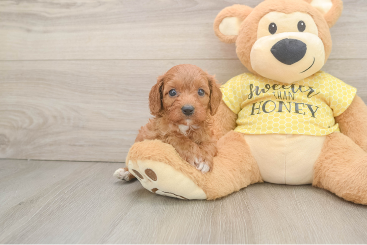 Small Cavapoo Baby