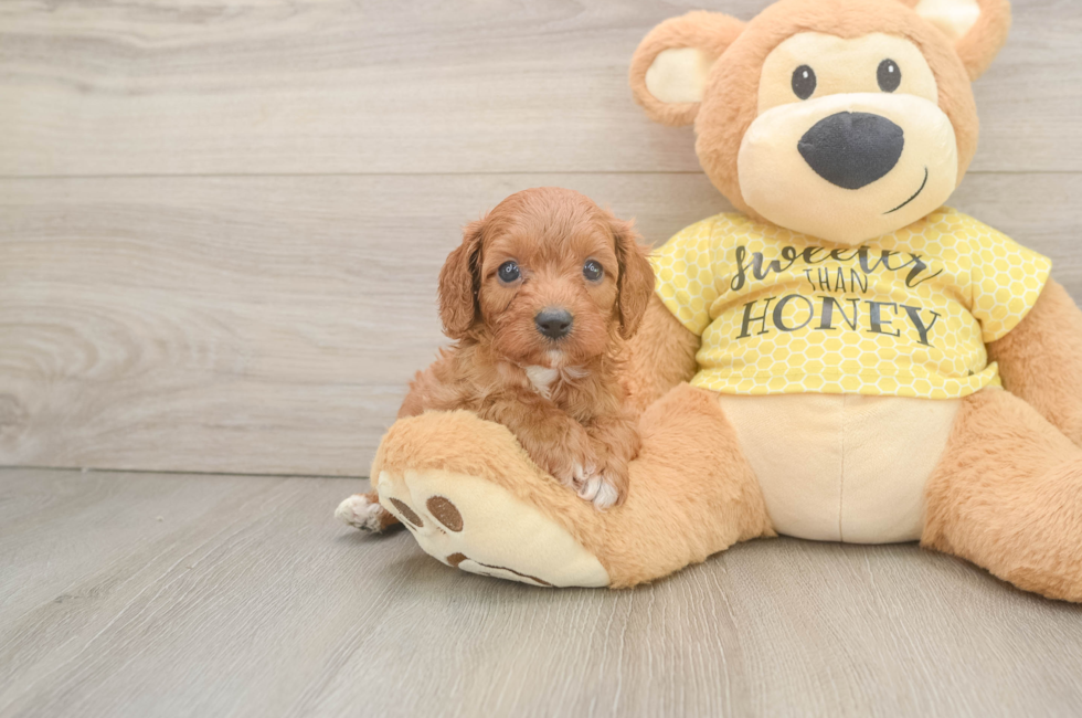 6 week old Cavapoo Puppy For Sale - Simply Southern Pups