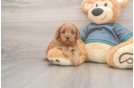 Best Cavapoo Baby