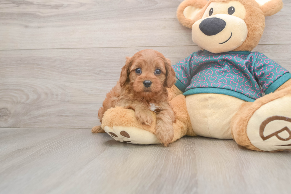 Best Cavapoo Baby