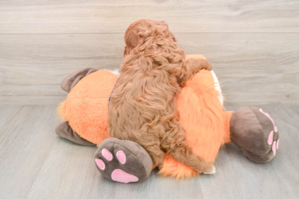 Cavapoo Pup Being Cute