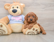 7 week old Cavapoo Puppy For Sale - Simply Southern Pups