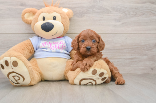 Cavapoo Puppy for Adoption