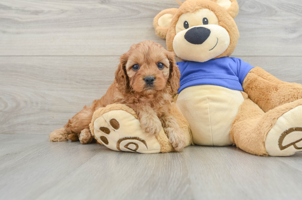 6 week old Cavapoo Puppy For Sale - Simply Southern Pups