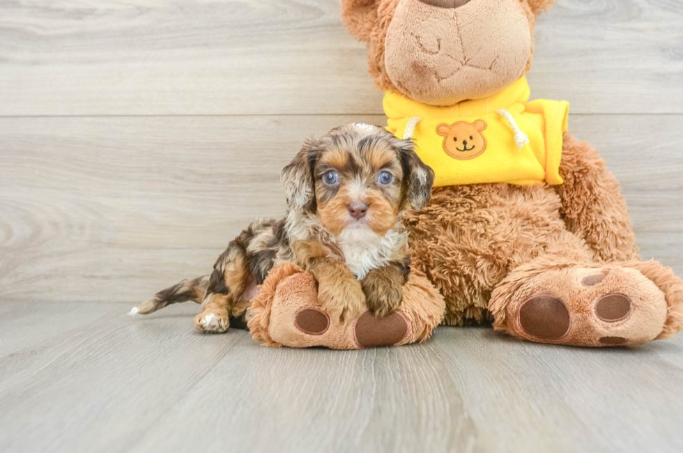 8 week old Cavapoo Puppy For Sale - Simply Southern Pups