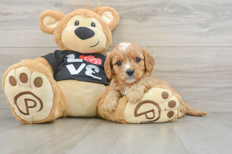 6 week old Cavapoo Puppy For Sale - Simply Southern Pups