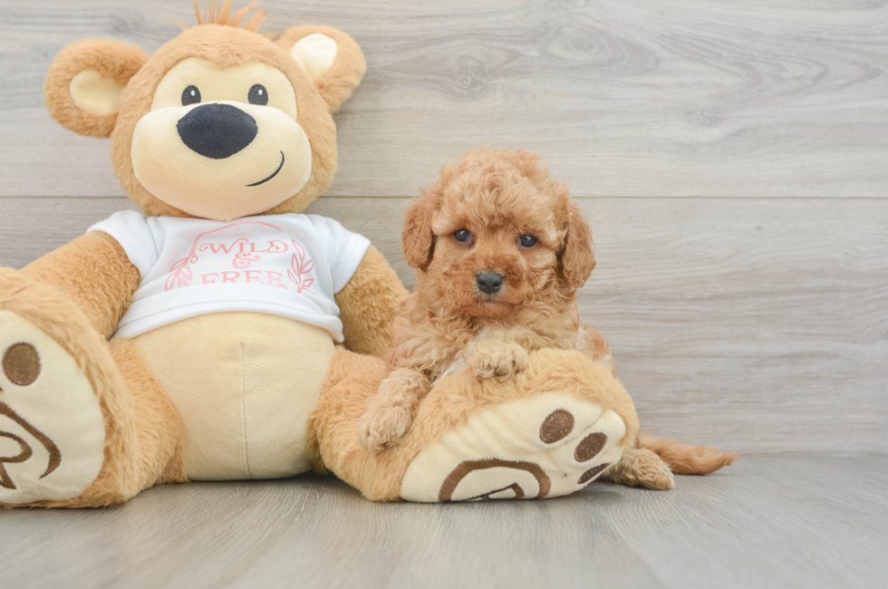 6 week old Cavapoo Puppy For Sale - Simply Southern Pups