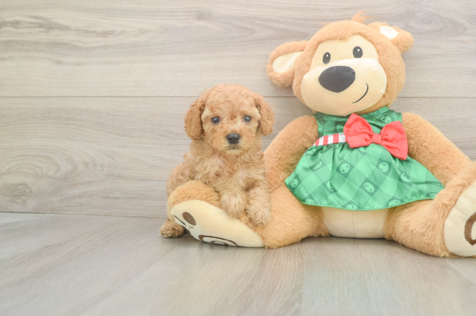 5 week old Cavapoo Puppy For Sale - Simply Southern Pups