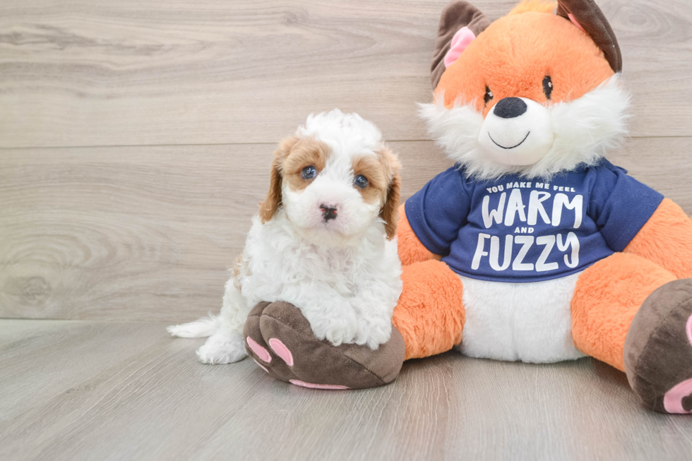 Fluffy Cavapoo Poodle Mix Pup