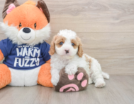 8 week old Cavapoo Puppy For Sale - Simply Southern Pups