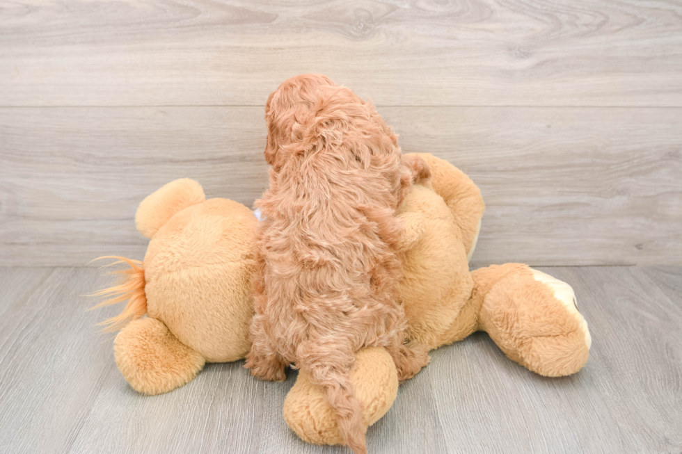 Cavapoo Puppy for Adoption