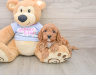 7 week old Cavapoo Puppy For Sale - Simply Southern Pups